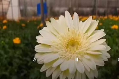 Pune Woman's Modern Farming Methods To Cultivate Gerbera Flowers Earn Her Lakhs