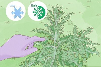 How to Get Rid of Thistles in Pastures