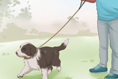 How to Exercise a Border Collie Puppy