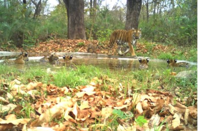 Photo Of Tiger Mom Looking After Cubs Taking A Bath Will Make You Smile