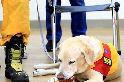 Taiwan's Search Dogs Win Hearts In Search For Earthquake Victims