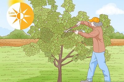 How to Prune Apricot Trees