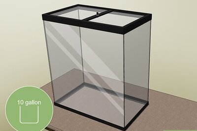 How to Care for Green Anole Lizards