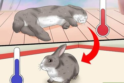 How to Treat Heat Stroke in Rabbits