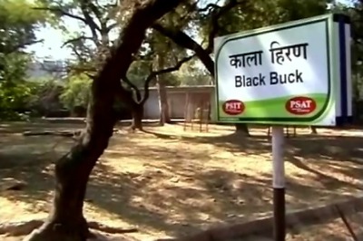 Kanpur: Stray dogs enter zoo, kill 31 of 38 blackbucks