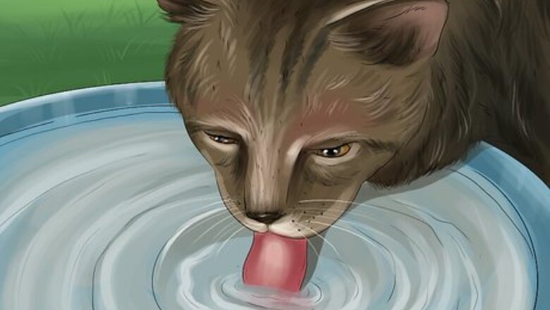 How to Protect Your Cat in Summer