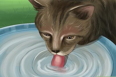 How to Protect Your Cat in Summer