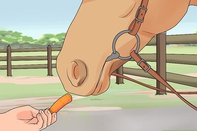 How to Feed a Horse Carrots