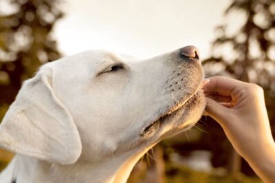 How To Protect Your Dog From Tick Bites and Diseases Caused by Them?