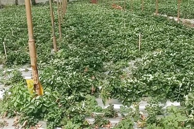 Why And How Strawberry Farming Is Flourishing In Nilgiris