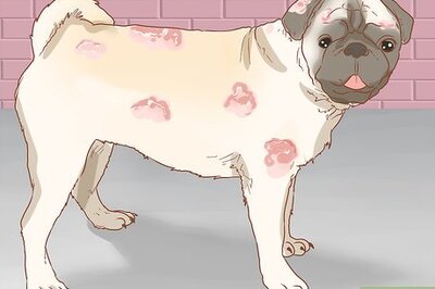 How to Treat Fungal Infections in Dogs