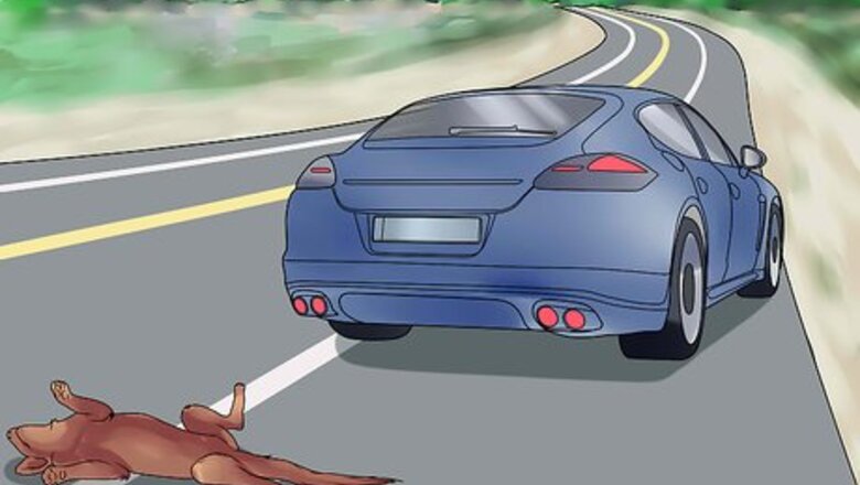 How to Respond After Hitting a Dog or Cat With Your Car