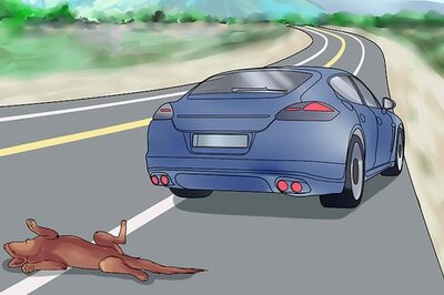 How to Respond After Hitting a Dog or Cat With Your Car