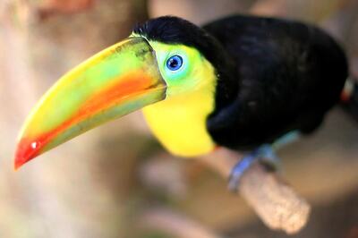 Exotic Birds Worth Rs 14 Lakh Seized Near India-Bangladesh Border in Search Ops Conducted by BSF