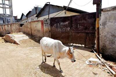 Two Arrested for Allegedly Slaughtering Cows in UP's Shamli, 300 kg Meat Seized
