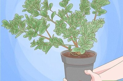 How to Grow Gardenias