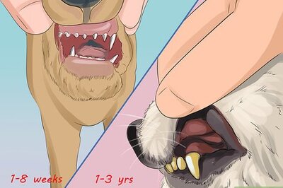 How to Figure out Dog Years