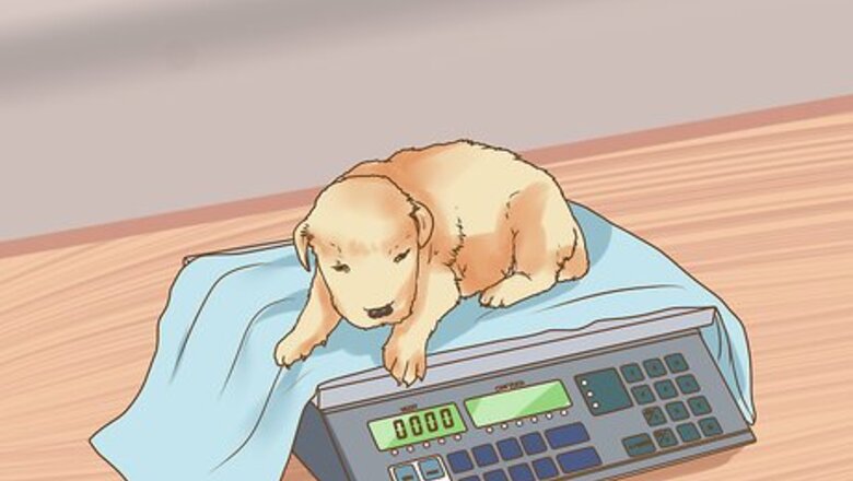 How to Deal with Newborn Puppy Nipple Guarding