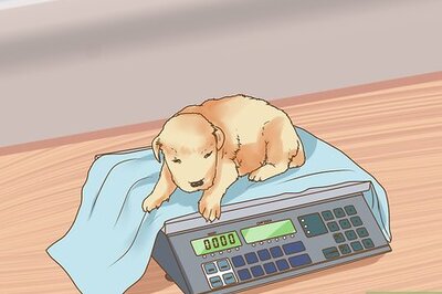 How to Deal with Newborn Puppy Nipple Guarding