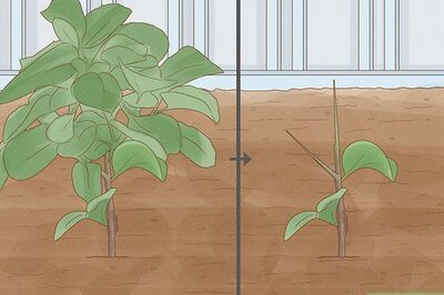 How to Prune Kiwis (& When to Prune Kiwis)