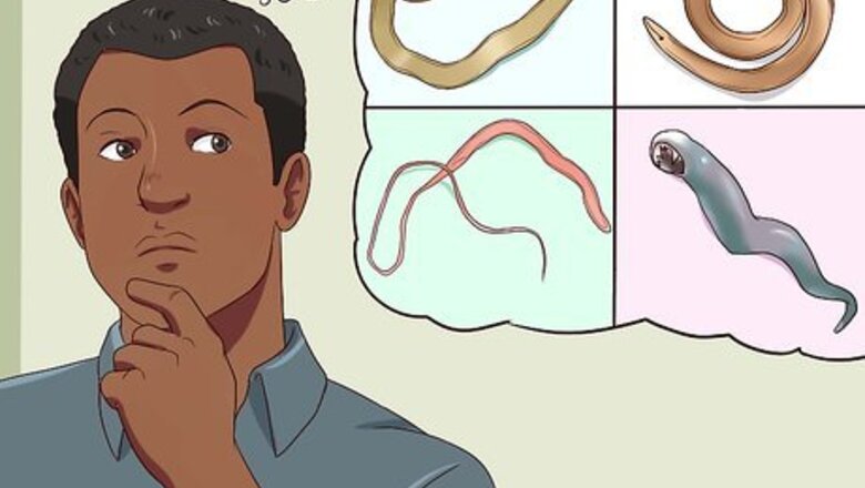 How to Treat Worms in Dogs