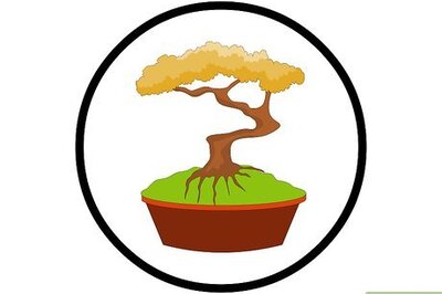 How to Repot Bonsai Trees