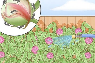 How to Keep Ants off Peonies