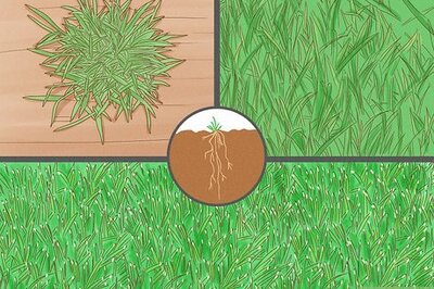 How to Grow Grass in High Traffic Dog Areas
