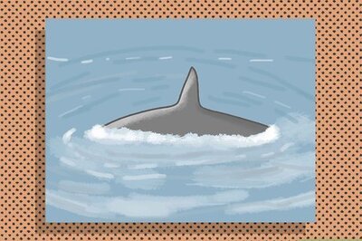 How to Identify an Orca