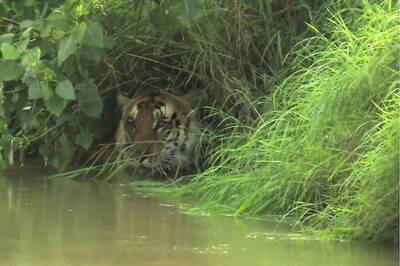 Tiger Dies in Pilibhit After Being Tranquilised in a Cane Field for Treatment of Injuries