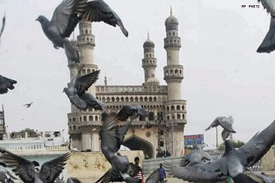 Scientists use pigeons to study human skills