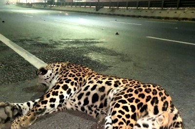 Delhi: Leopard Carcass Found Lying on NH44 in Alipur; Road Accident Likely Cause