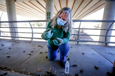 Bats, Birds Among Wildlife Pummeled During Southern Freeze