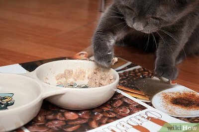 How to Get Along With Your Cat