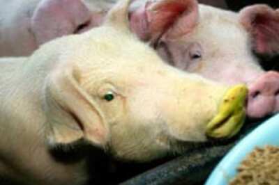 China scientists breed fluorescent pigs