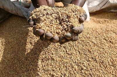 Microsoft, ICRISAT Pilot Project Boosts Crop Yield in Andhra Pradesh