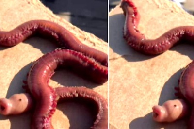 Watch: Strange Red Coloured Creature Spotted By Whale Watchers On Sea Shore