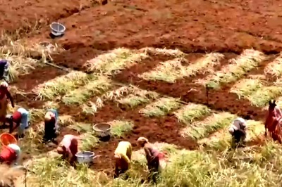 Nilgiris Farmer Says Price Of Intercropped Black Pepper Over Rs 650 Per Kg In The Region