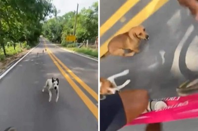Video Shows Cyclist Screaming For Life As Dogs Chase Him
