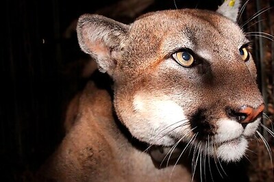 Judge: US Agency Illegally Paid For Colorado Predator Hunt