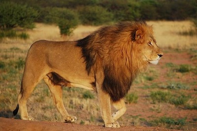 Tiny Ants Are Impacting The Ecosystem In Kenya In A Big Way: Study