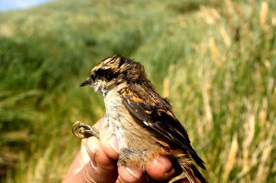 Hanuman Plover Reinstated As Species After 86 Years, Scientists Say