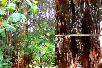 In Bihar’s Buxar, This 200-year-old Banyan Tree Is Popular Among Locals
