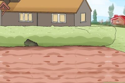 How to Grow Purple Asparagus