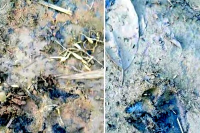 Panic Spreads As Villagers Spot Footprints Of Strange Animal In West Bengal’S Jhargram