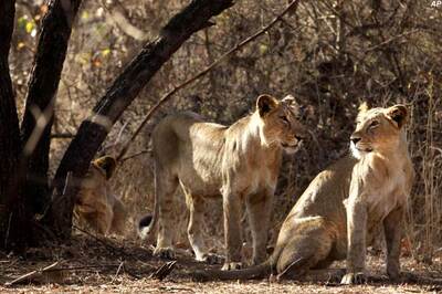 'Report of Gir lions affected by deadly virus incorrect'
