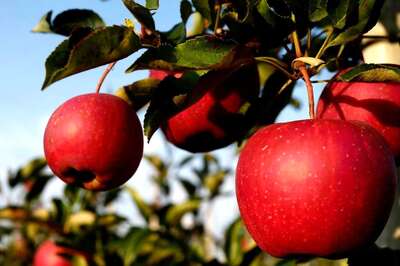 As Kashmiri Apple Farmers Hit Pay Dirt With Imported Root Stocks, Govt Launches Scheme for Easy Access