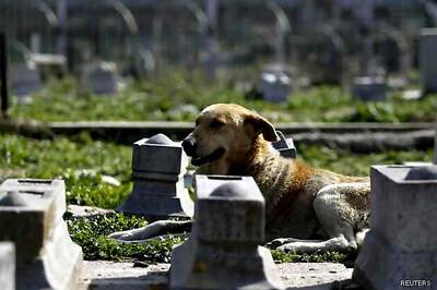 Pakistan: Man buries pet dog near graveyard, arrested