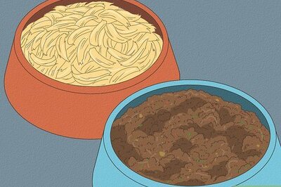 What to Give a Dog with Parvo (And How to Entice Them to Eat)