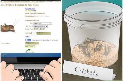 How to Feed Crickets to Reptiles